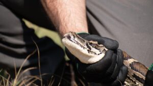 invasive Burmese python caught in Florida