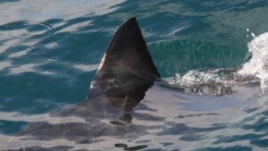 great white shark fin out of water