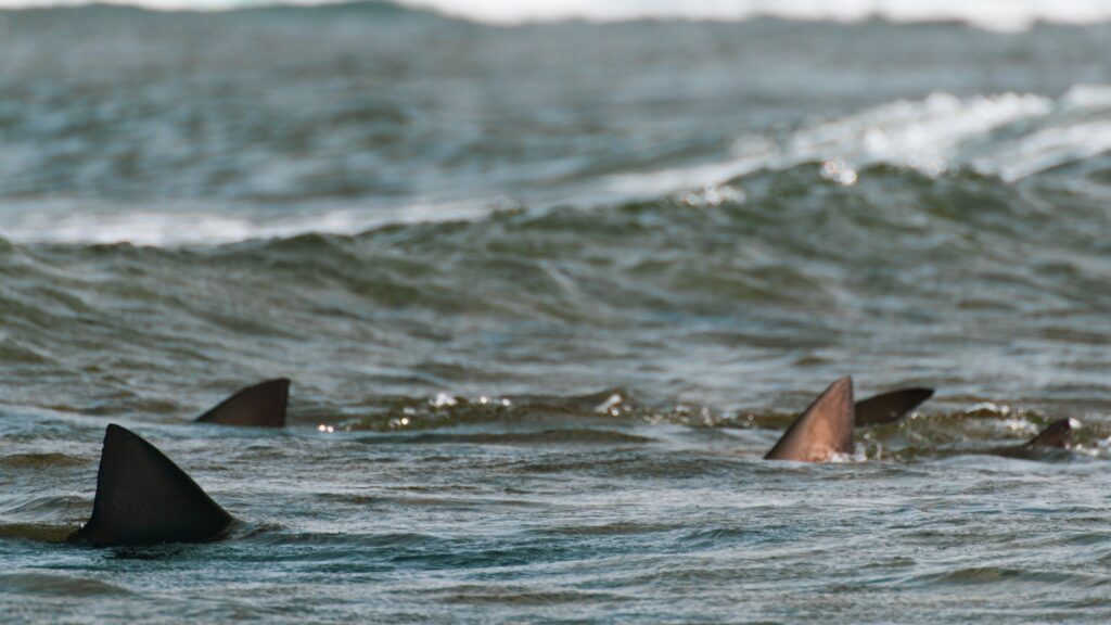 great white shark fins near beach