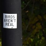 birds arent real sign on a utliity pole