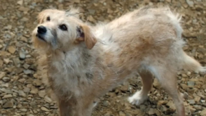 Pet of the week: Meet Bobby, the stray dog who became the star of HBO's 'House of the Dragon'