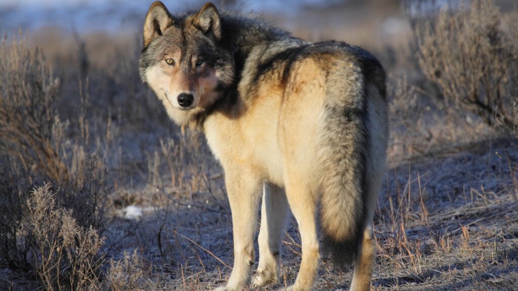 Wolf in Yellowstone National Park