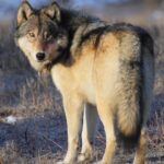 Wolf in Yellowstone National Park