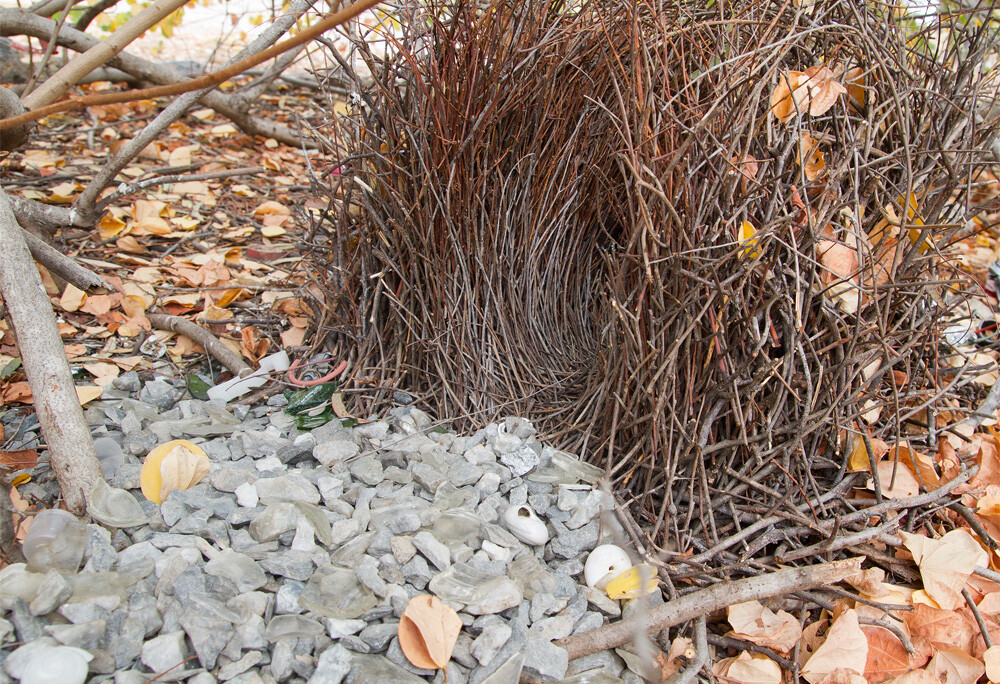 Bower of a great bowerbird