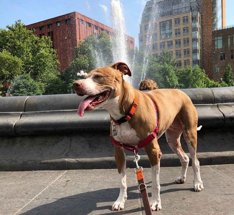 Rachael Ray’s dog Isaboo