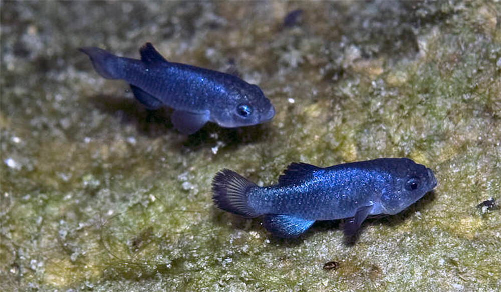 Devils Hole Pupfish