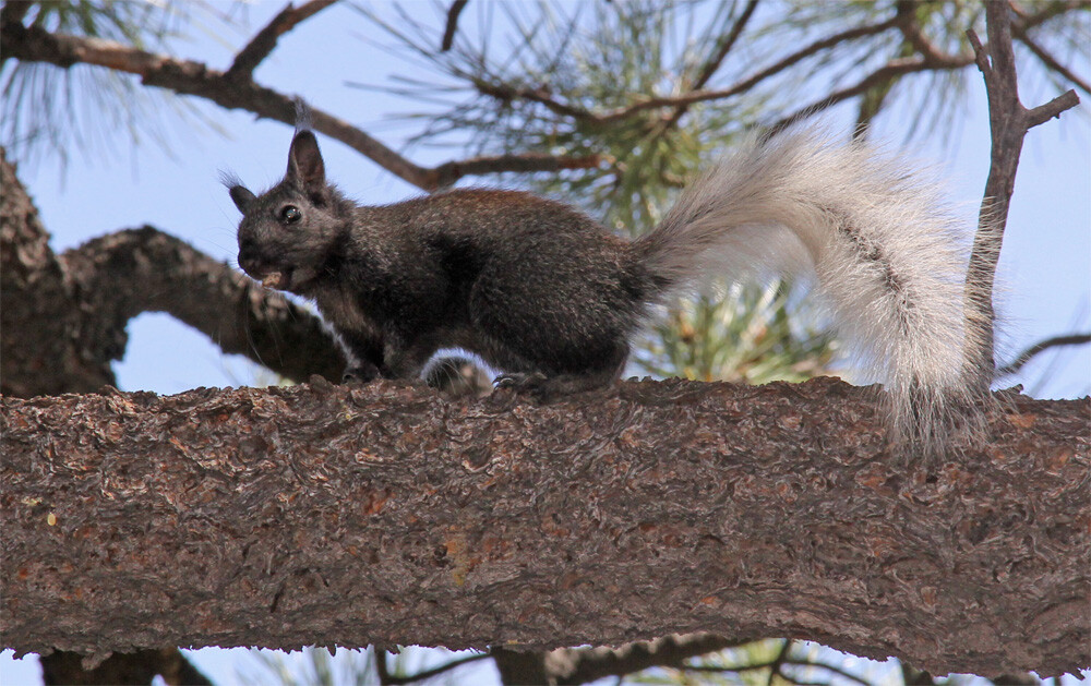 Kaibab squirrel at Grand Canyon National Park North Rim