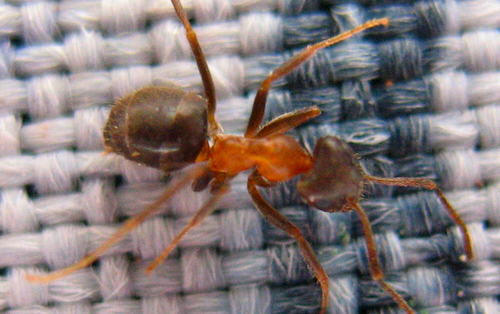 Lasius emarginatus