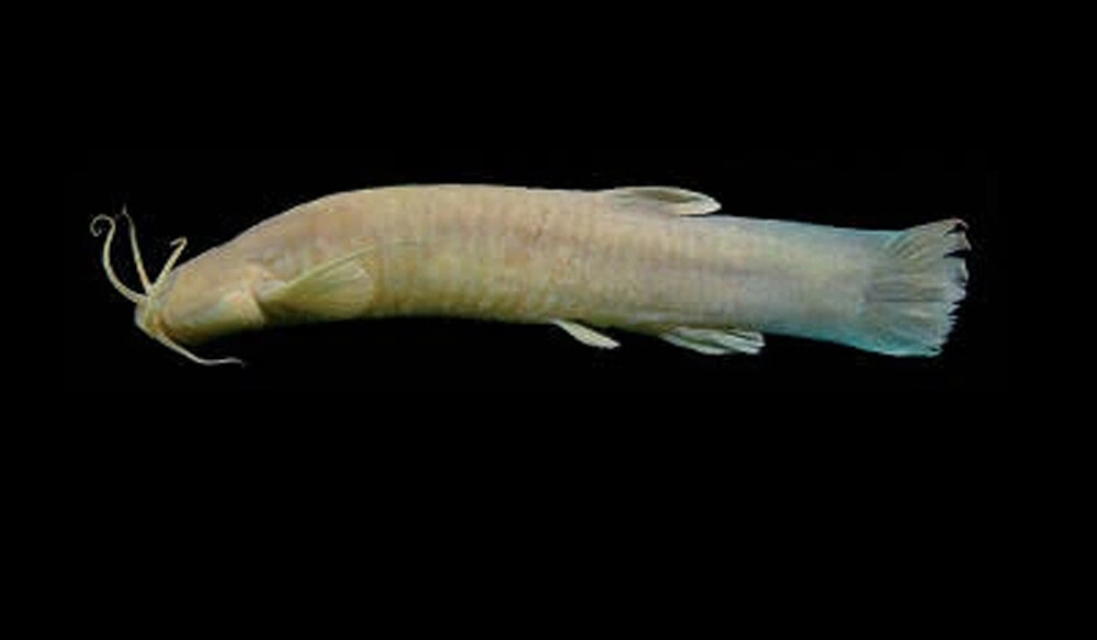 Clarias cavernicola