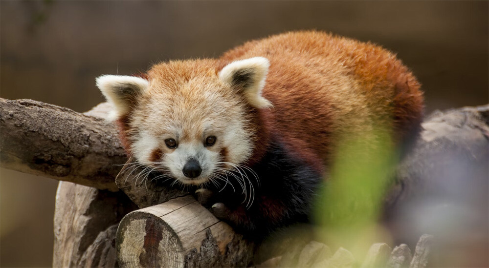 Red panda