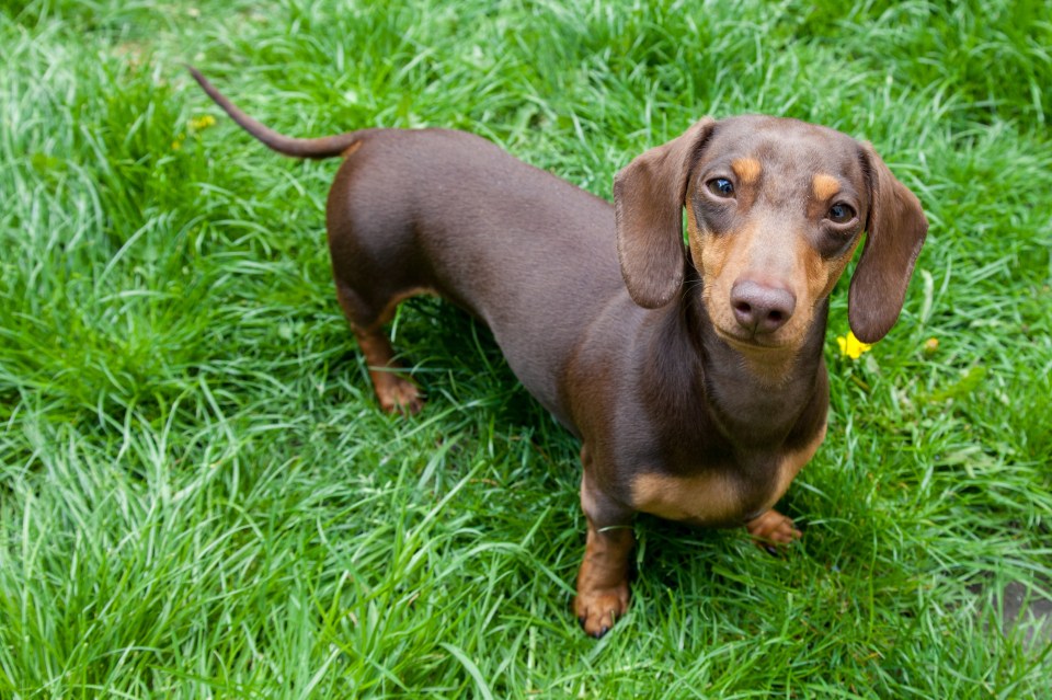 According to Ross, Dachshunds are far too needy for him