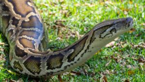 Burmese python in Florida