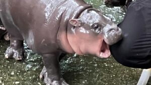 Moo Deng adorable pygmy hippo