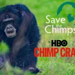 tonka save the chimps