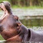 hippo