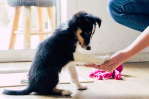 Dog Trainer Shares Her Top 3 Puppy Training Tips — Best Life