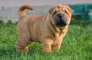 Portrait of a puppy Shar Pei Dog in the grass