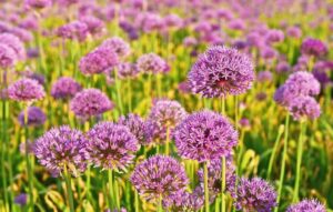 Why You Should Plant Millenium Allium — Best Life