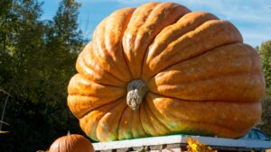 1,000 pound pumpkin for Halloween