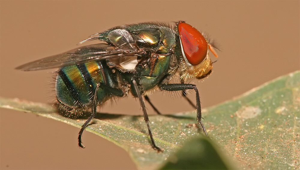 male Chrysomya megacephala.