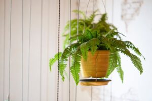 Pot,Of,Hanging,Boston,Fern