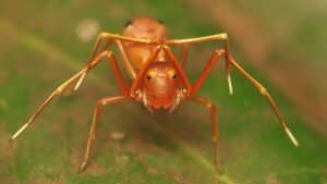 jumping spider