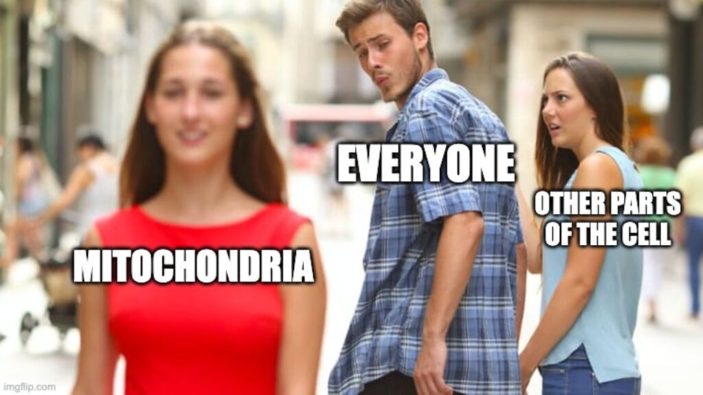 hilarious new meme about mitochondria