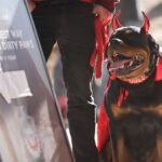 toronto dog costume halloween