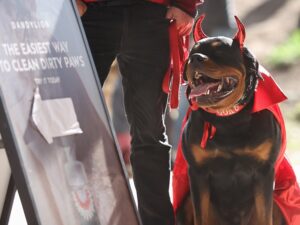 toronto dog costume halloween