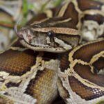 Burmese python in Florida