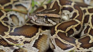 Burmese python in Florida