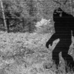 Bigfoot Silhouette in Forest