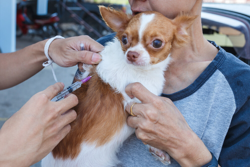 How Rabies Gave Us Half of Halloween’s Monsters