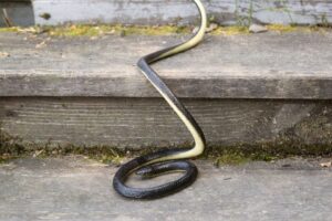 How to Protect Your Home From Snakes in the Winter — Best Life