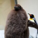 Pesto the baby penguin