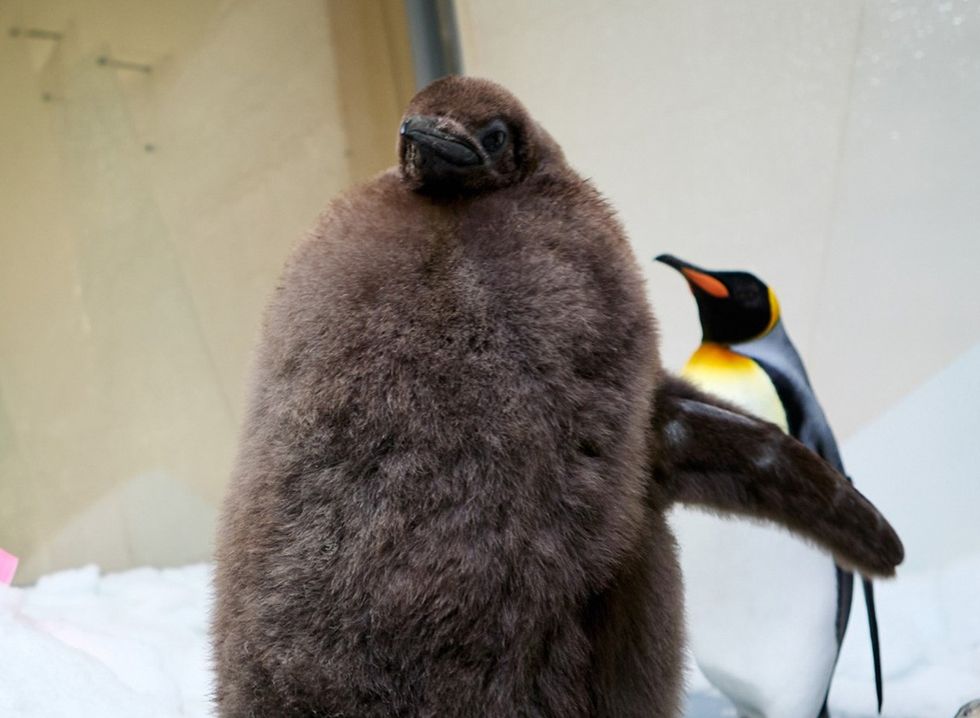 Pesto the baby penguin