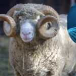 Enormous sheep ram with horns and DNA strand