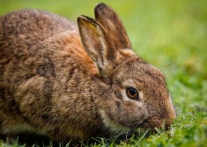 Napoleon Once Lost A Battle Against A Bunch of Bunnies