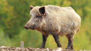 large feral hog