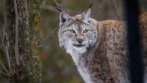 a Canada lynx in the wild up close