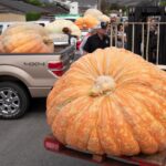 annual Half Moon Bay Pumpkin Weigh-Off