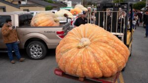 annual Half Moon Bay Pumpkin Weigh-Off