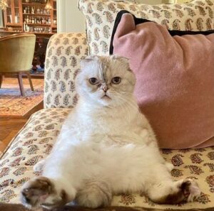 Taylor Swift's cat Olivia Benson is the richest pet in the world