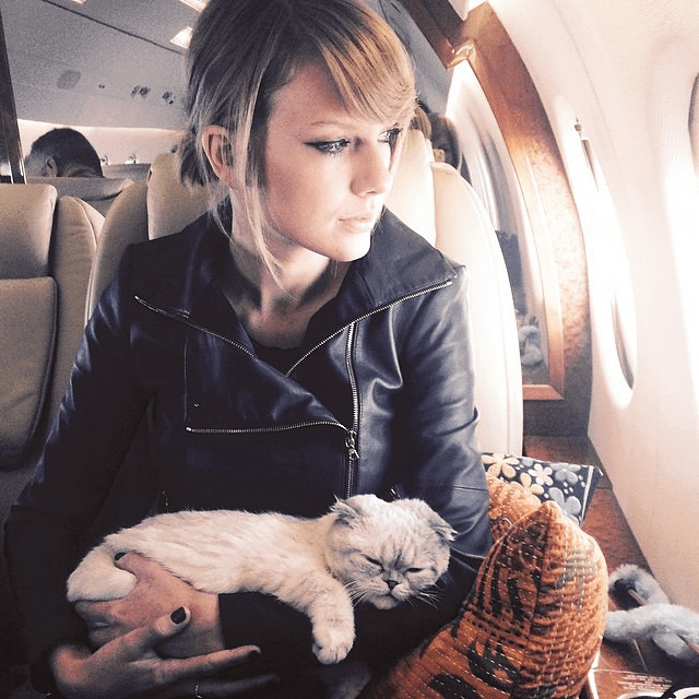 Taylor has confessed she's "obsessed" with cats