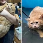 World’s fattest cat who went viral trying to escape weight loss camp dies