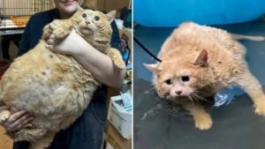 World’s fattest cat who went viral trying to escape weight loss camp dies