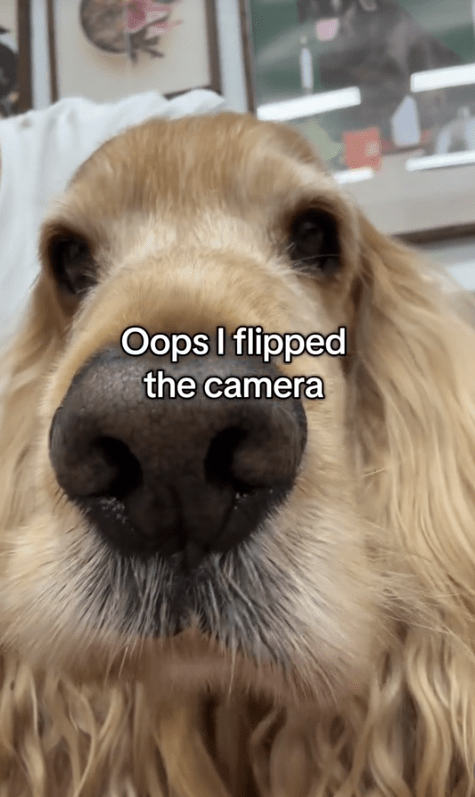 It flips to the dog's face showing he was behind the 'advice'