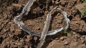 a shed snake skin in the dirt