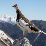 Male rock ptarmigan