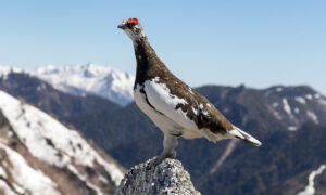 Male rock ptarmigan